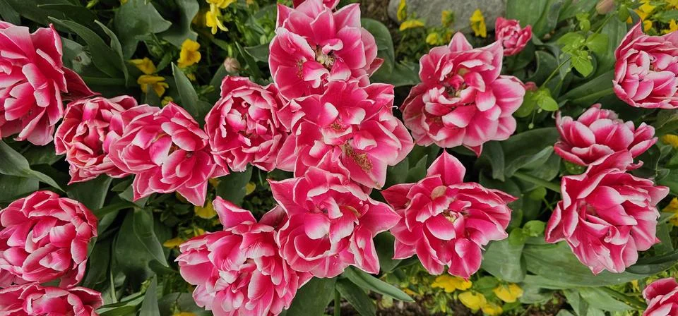 Pink Tulips Amidst Spring Splendor Stock Photos