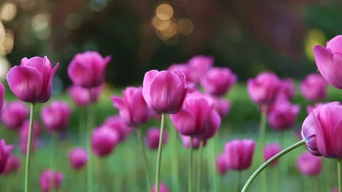 Pink tulips background Stock Footage 89576767