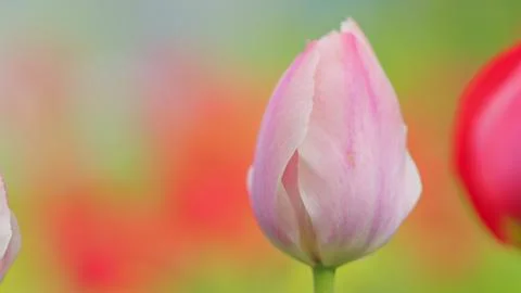 Pink tulips background pattern texture spring flowers for womans day. Slow Stock Photos