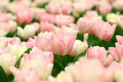 Pink tulips background Stock Photos