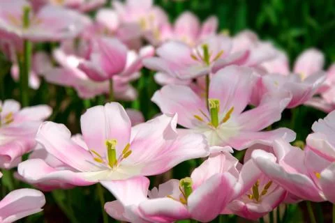 Pink tulips background. Stock Photos