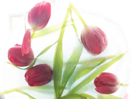 Pink tulips background Foto stock
