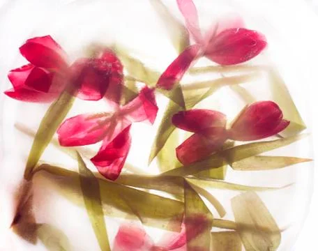 Pink tulips background Stock Photos