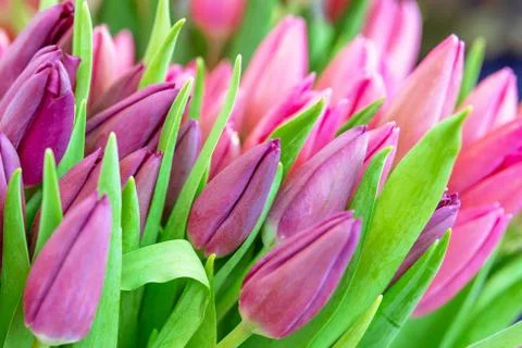 Pink tulips background Stock Photos