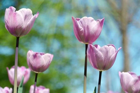 Pink tulips on the background of spring trees. Stock Photos
