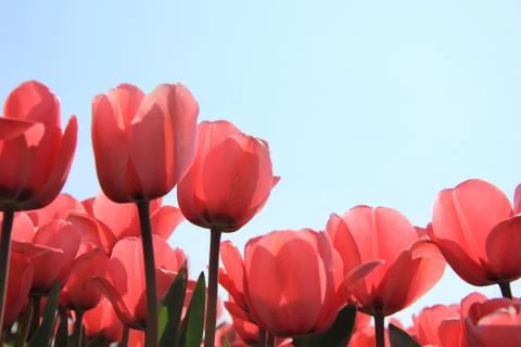 Pink tulips in backlight Foto stock
