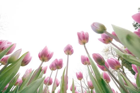 Pink tulips from below isolated on cloudy sky background. Spring blossom Stock Photos