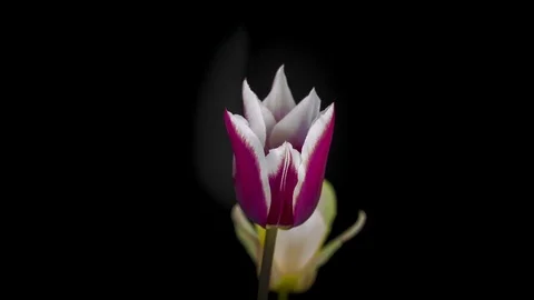 Pink tulips on black background Stock Footage 74505464