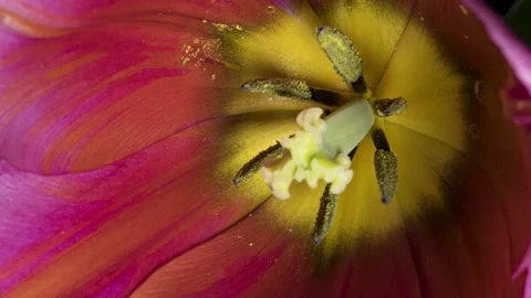 Pink tulips in bloom. Stock Footage 262827753