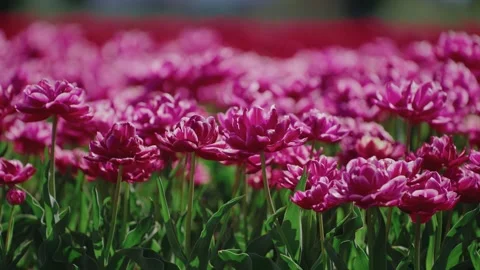 Pink Tulips in Bloom Stock Footage 270921532