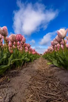 Pink tulips in bloom Stockfoto's