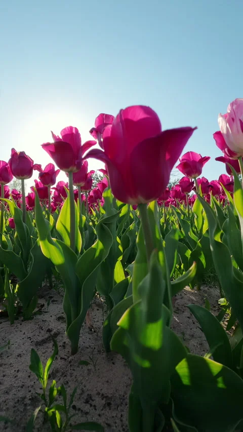 Pink Tulips Blooming In Spring Field Under Clear Blue Sky Video stock 346146043