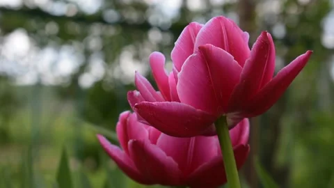 Pink tulips close up, bottom view Stock Footage 138939367