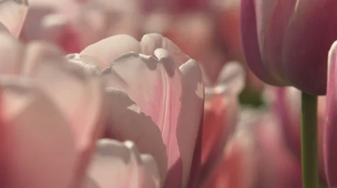 Pink tulips close up Video stock 37662747
