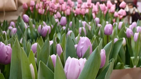 Pink tulips close-up Stockbeeldmateriaal 74080466
