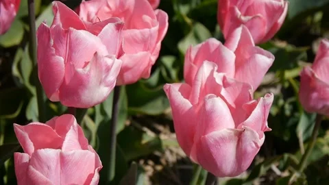 Pink Tulips. Close-up. Stock-Footage 99930597