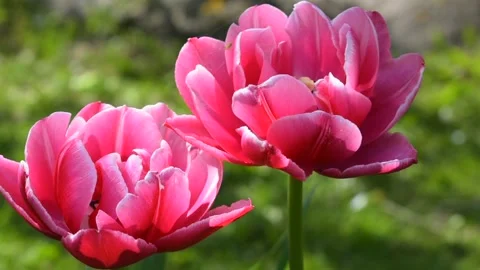 Pink tulips close up Stock Footage 140493097