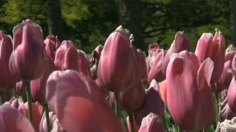 Pink tulips closeup Video stock 480949