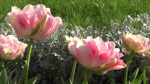 Pink tulips closeup Vídeo Stock 334860691