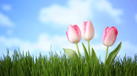 Pink tulips with clouds moving over Stock Footage 61663942