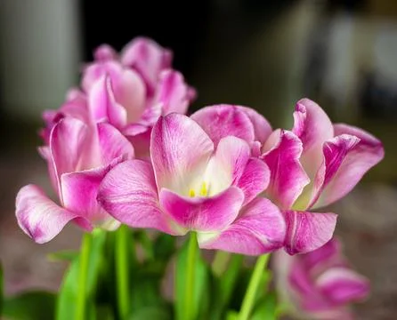 Pink tulips on a dark background. Spring tulip flowers. Easter or Valentine's Stock Photos