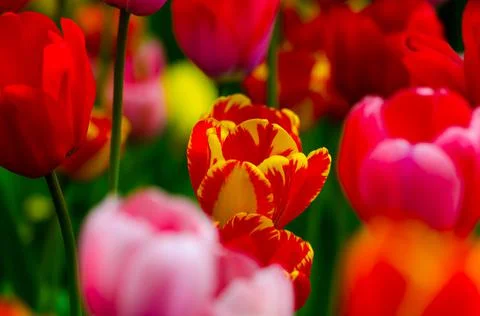 Pink tulips in the field during the day Foto stock