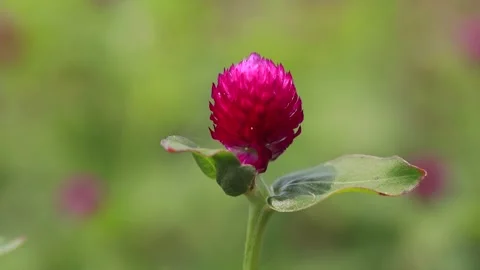 Pink tulips in the field Video stock 310919531