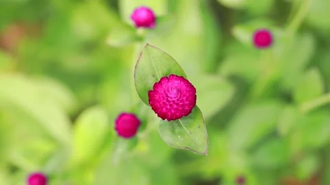 Pink tulips in the field Video stock 310919535