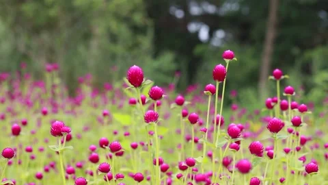 Pink tulips in the field Video stock 310919546