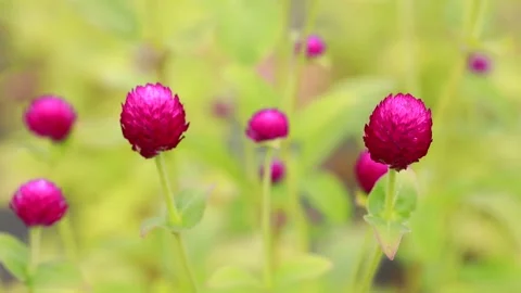 Pink tulips in the field Video stock 310919548