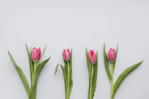 Pink tulips flat lay on white background for spring card or mockup. 스톡 사진