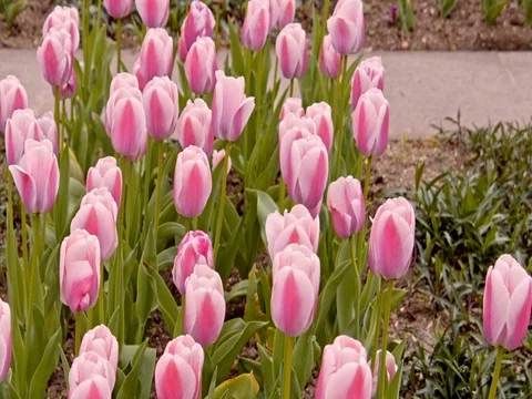 Pink tulips on the flowerbed 스톡 동영상 75561988