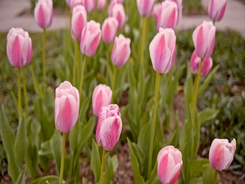 Pink tulips on the flowerbed Video stock 75562083