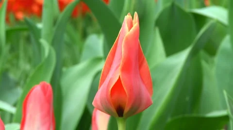 Pink tulips Stock Footage 4927712