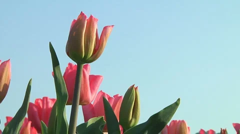 Pink tulips Stock Footage 4979606