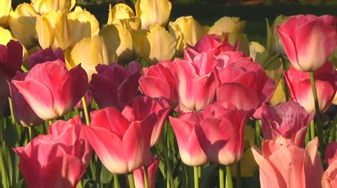 Pink tulips Stock Footage 4985189