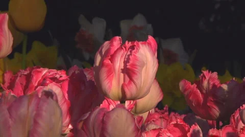 Pink tulips Stock Footage 4988908