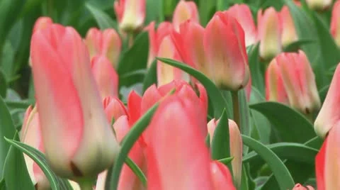 Pink tulips Stock Footage 10740089