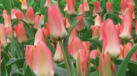 Pink tulips Stock Footage 10740102