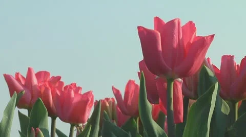 Pink tulips Stock Footage 10740992