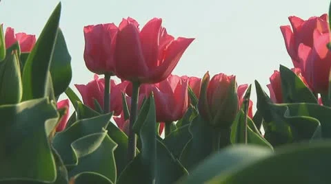 Pink tulips Stock Footage 10741001