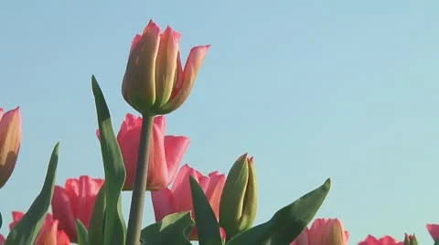 Pink tulips Stock Footage 10741010