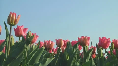 Pink tulips Stock Footage 10741041