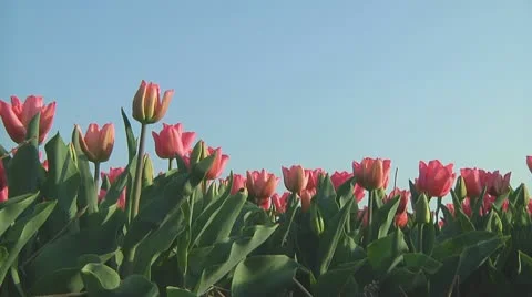 Pink tulips Stock Footage 10741061