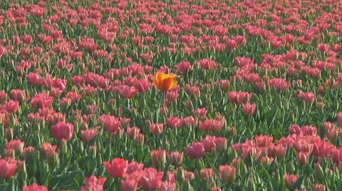 Pink tulips Stock Footage 10741092