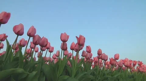 Pink tulips Stock Footage 10741233