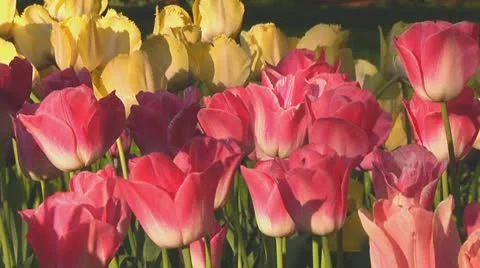 Pink tulips Stock Footage 10741813