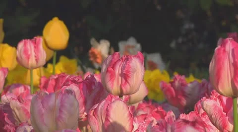 Pink tulips Stock Footage 10741894