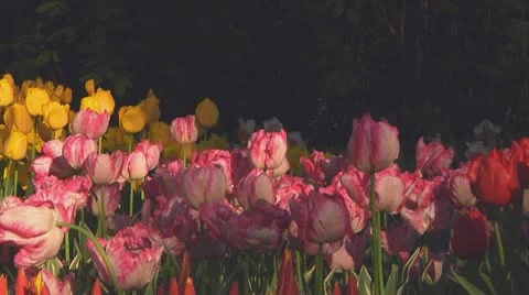 Pink tulips Stock Footage 10741921