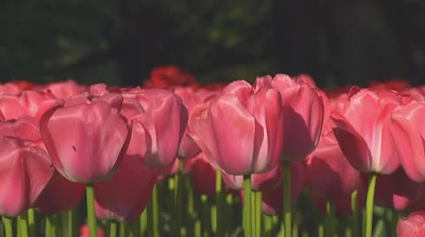 Pink tulips Stock Footage 10742037